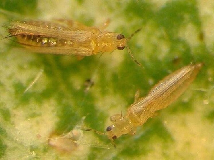 В семенах из Нидерландов обнаружили опасных вредителей