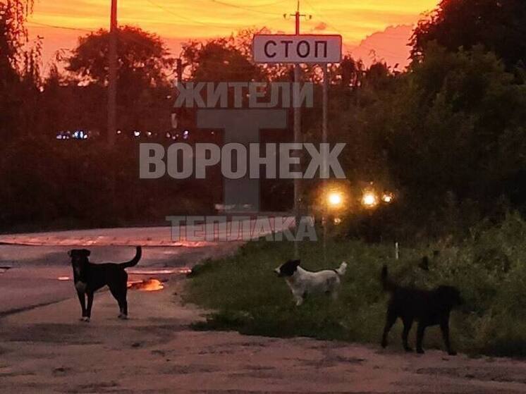 Бродячие собаки покусали возвращавшуюся с работы жительницу Воронежа