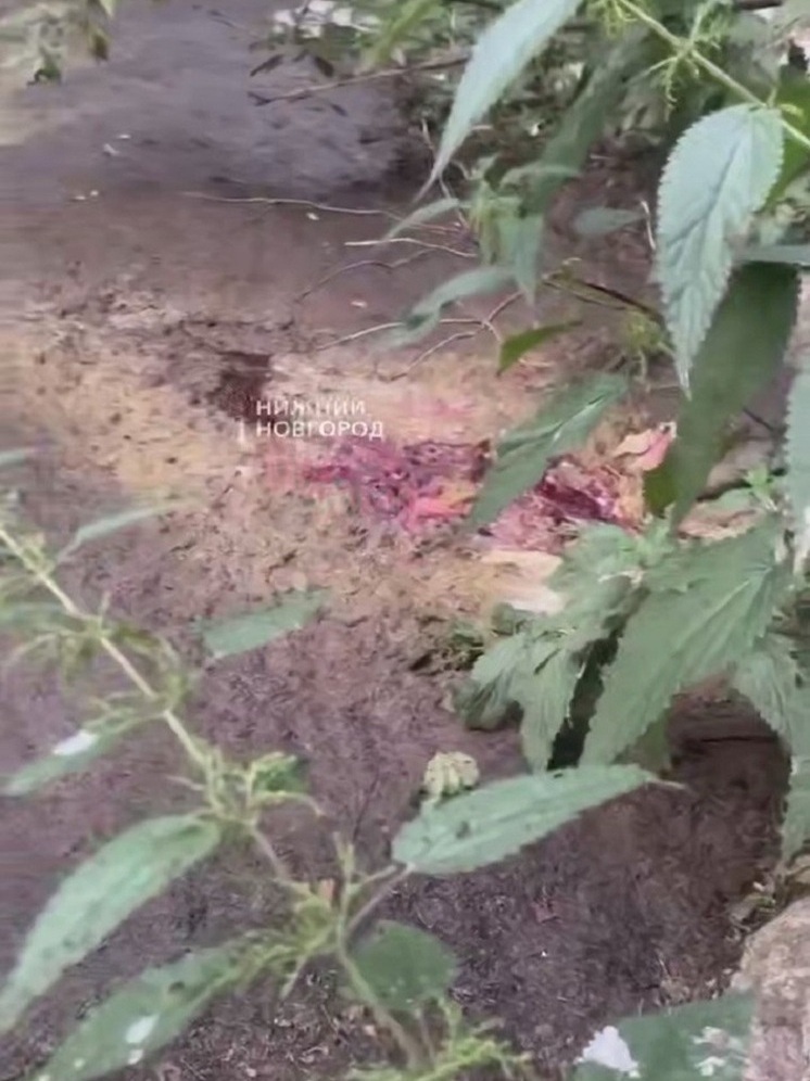 Нижегородцы страдают от трупного запаха незаконного скотомогильника