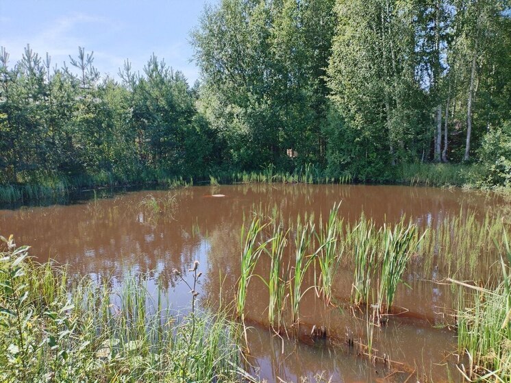 С начала купального сезона в Петербурге утонуло 19 человек