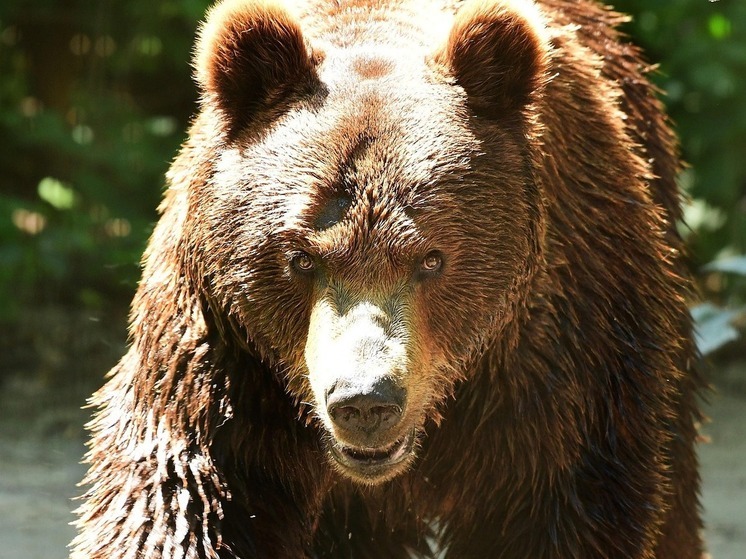 В Башкирии двоих туристов спасли от медведей