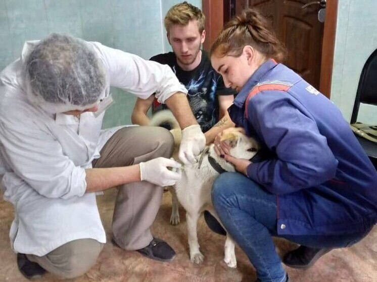 В Приангарье зарегистрировали более трех тысяч собак по госпрограмме