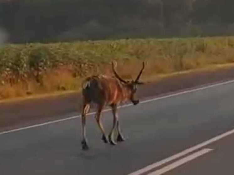 Из парка отдыха в Уфе сбежал северный олень
