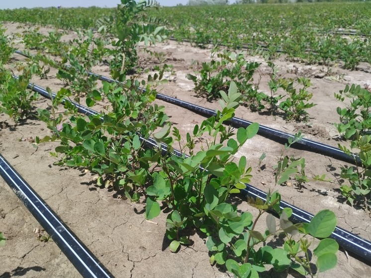 В Волгоградской области появился новый лесной питомник