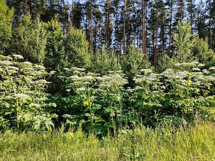 Новгородцев предупредили о крупном штрафе за борщевик на дачном участке