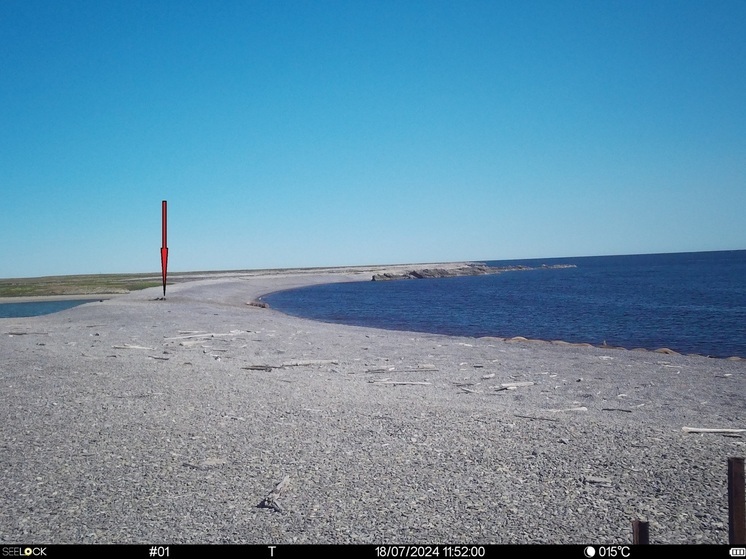 Фотоловушки в НАО запечатлели подползающих к моржу ученых