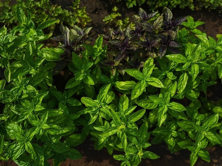 В волгоградское производство средств защиты растений вложат миллиард рублей