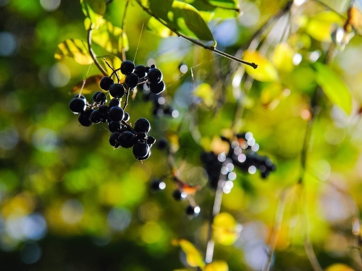 Народные приметы: чего не стоит делать 22 июля, в день Панкратия Ягодника