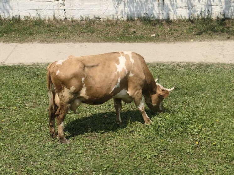 Деньги от продажи коровы украл внук у бабушки в Хабаровском крае