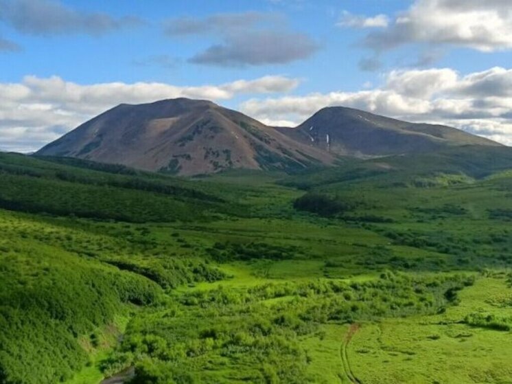 Чукотский кулик-лопатень впервые за 50 лет обнаружен на Камчатке