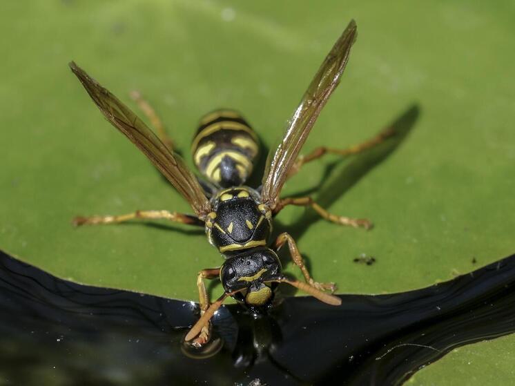 В Таиланде двухлетний мальчик умер после укусов 60 ос
