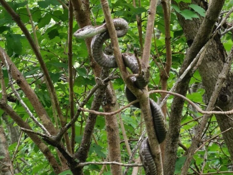 Турист погиб от укуса змеи на острове Рейнеке в Приморье