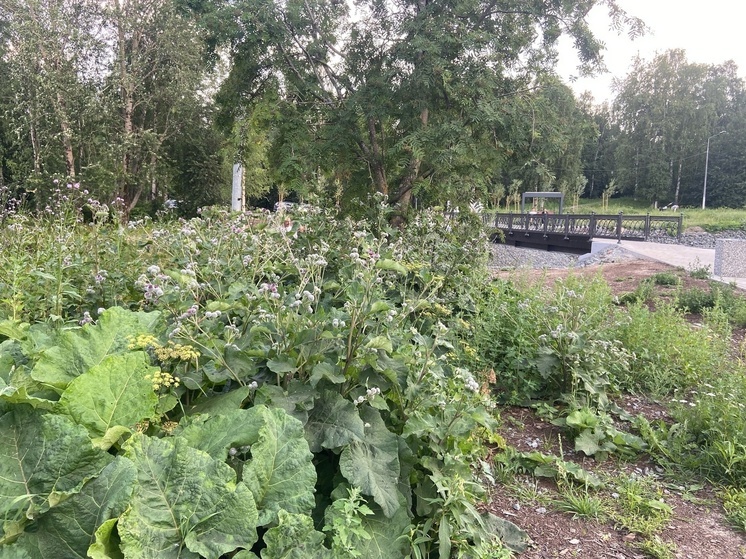Якорный парк в Петрозаводске захватывает борщевик