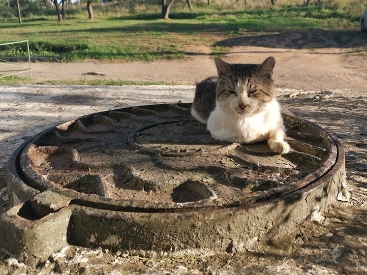 В Приморье могут запретить подкармливать животных возле домов и школ — Госдума готовит законопроект