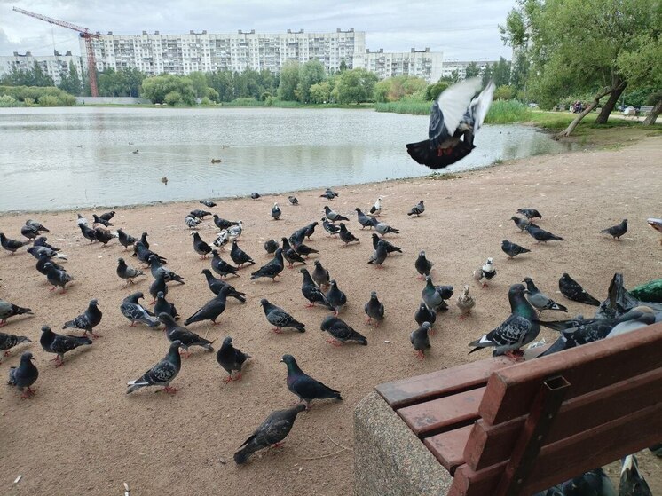 В Калининградской области может появиться несколько парков в честь 80-летия региона