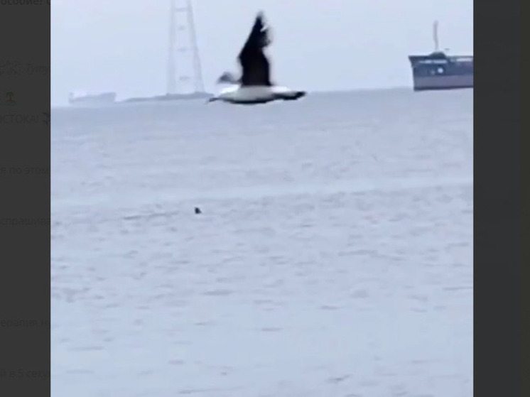 Акула с черным плавником замечена у берегов Владивостока