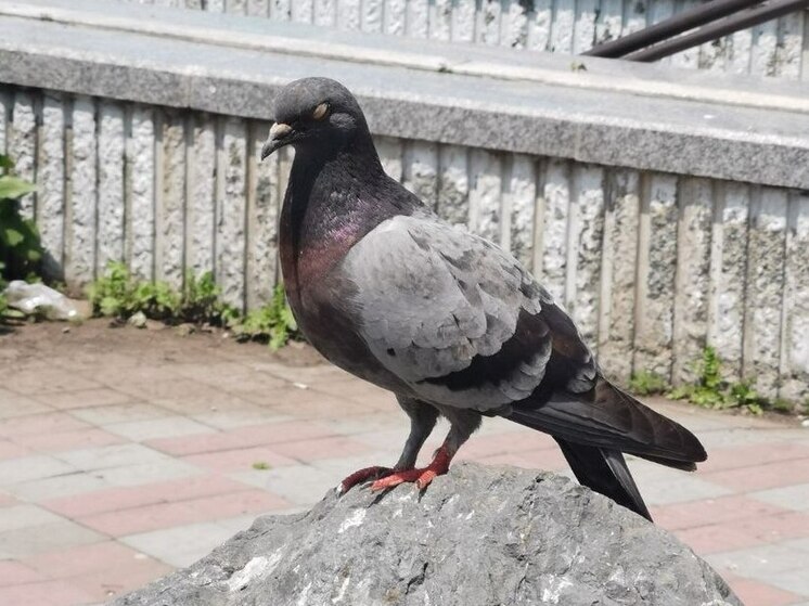 Полиция начала проверку после жестокой расправы над голубем в Уссурийске