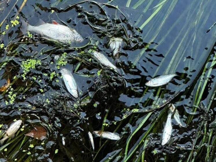 Гибель рыбы в Ферзиковском районе вылилась в уголовное дело