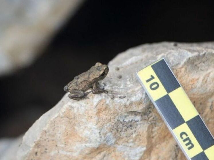 Жителей Башкирии попросили сообщать об обнаружении жабы
