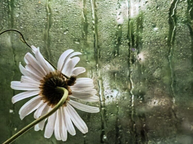 Дождливая пятница завершит рабочую неделю в Хабаровске