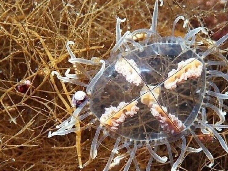 Опасные медузы поджидают хабаровчан в приморских бухтах