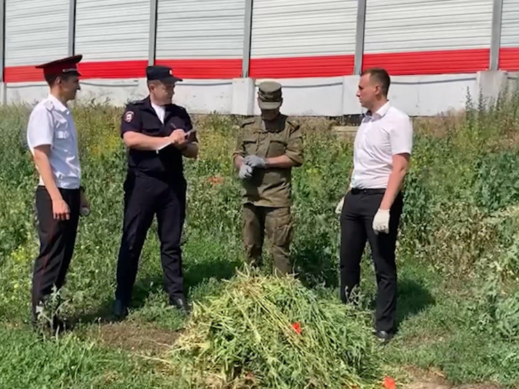 В Тихорецком районе выявили и уничтожили 3 757 кустов конопли и 1 275 кустов опийного мака в рамках операции «Мак-2025»