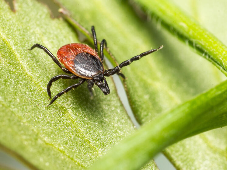 В Марий Эл стремительно растёт число укусов клещей