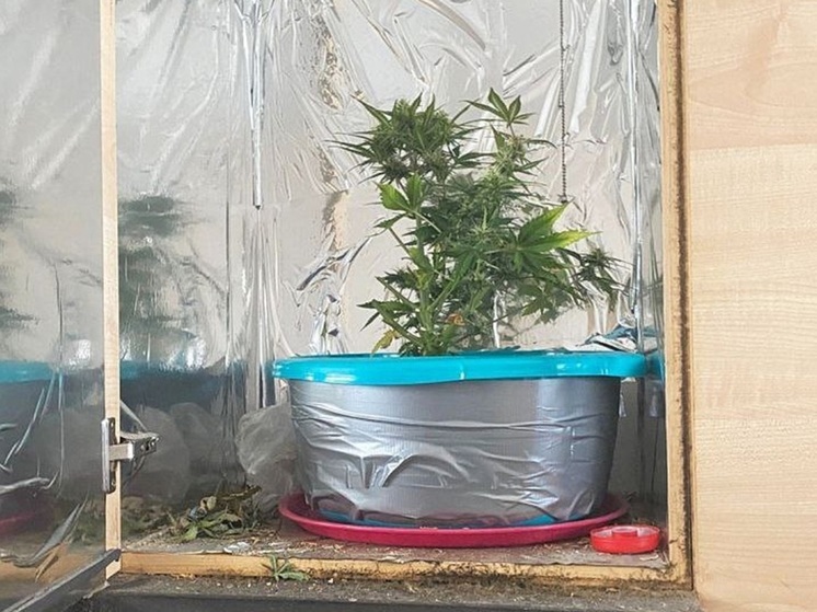 Жителю Кургана грозит срок за выращивание в шкафу конопли