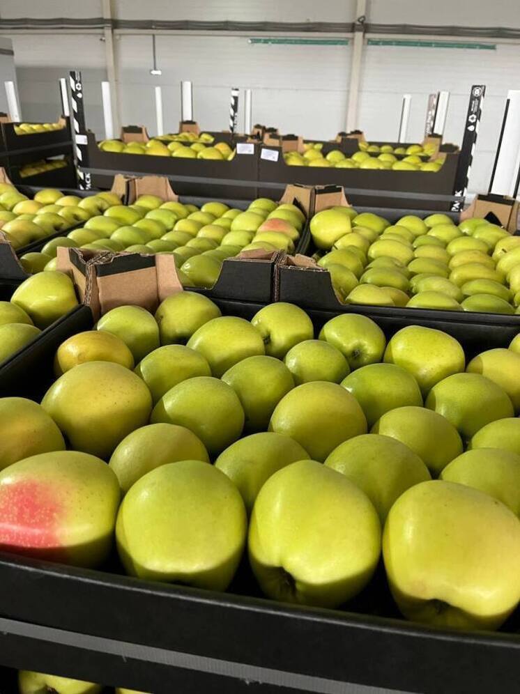 Более 60 тонн яблок не пропустили через границу Псковской области