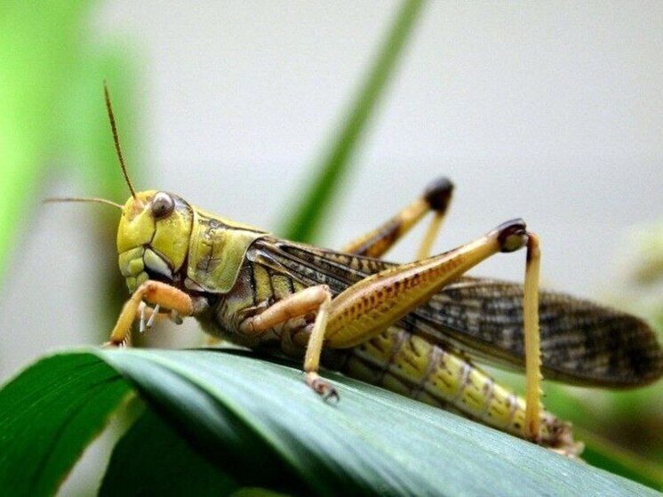 В ДНР опасаются налета саранчи