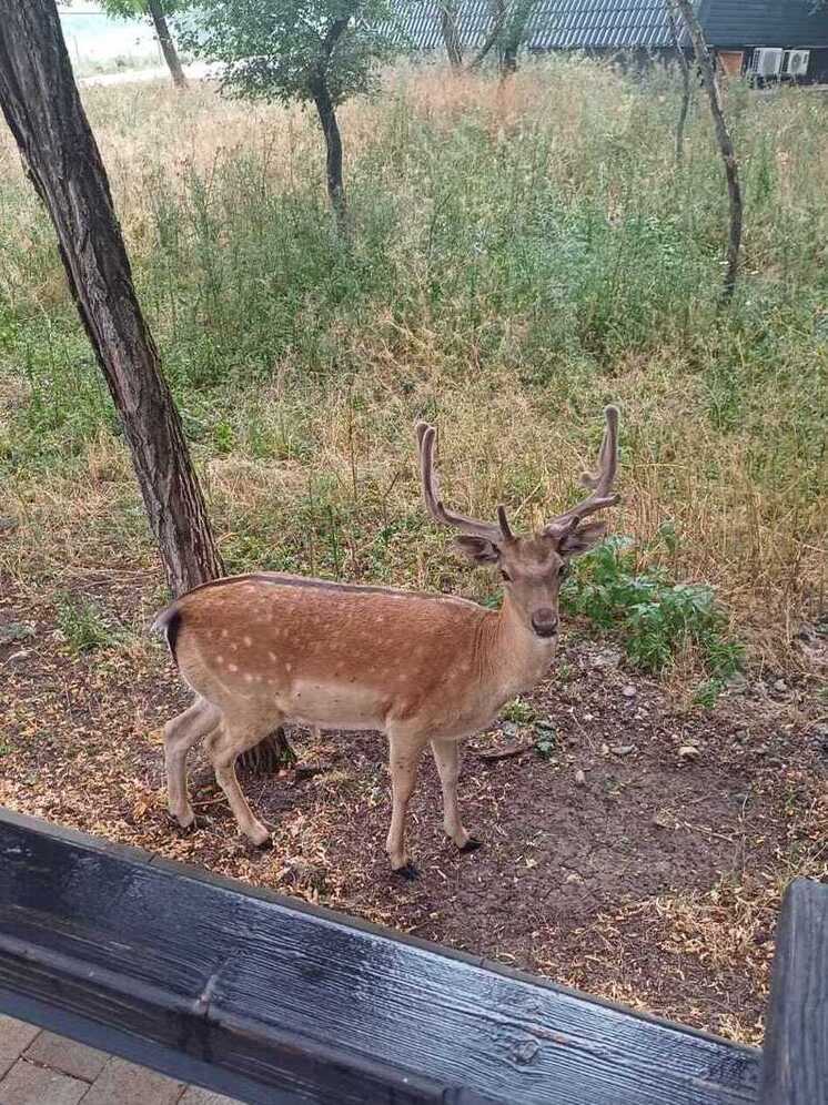 Непугливого оленя заметили в лесничестве Чечни