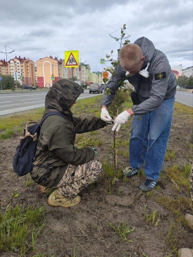 Студенты из Екатеринбурга готовят к зиме деревья в Новом Уренгое