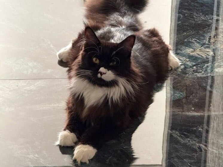 Мать из Владивостока умоляет вернуть похитителей породистого кота: «Ребёнок плачет и ждёт Кучума»
