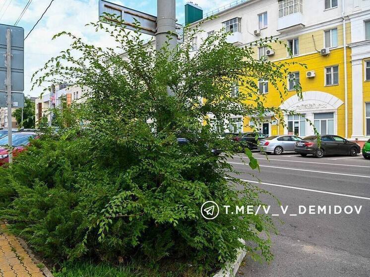 Мэр Белгорода остался недоволен обрезкой деревьев в городе