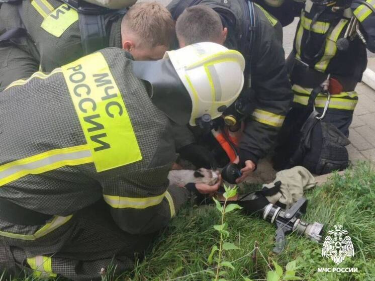 В Губкине пожарные вытащили из горящей кухни кота и реанимировали его