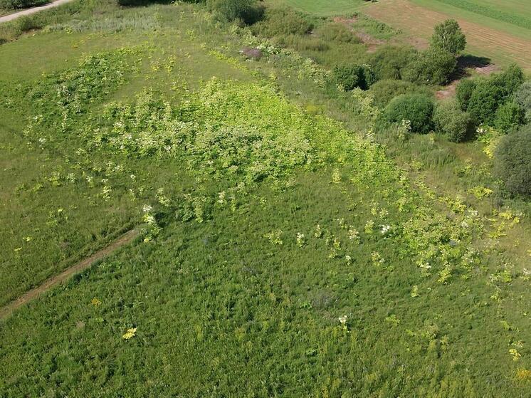 Ядовитый борщевик захватывает брошенные земли в Параньгинском районе