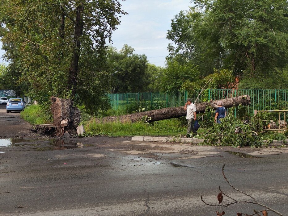 Дерево на автомобиле