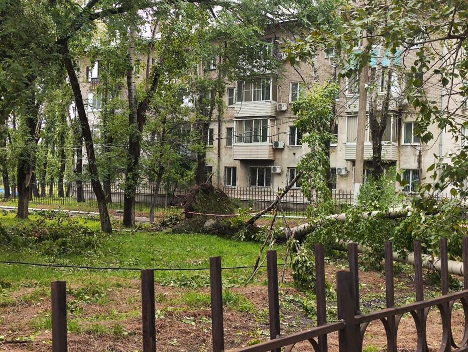 Дерево, упавшее во двор