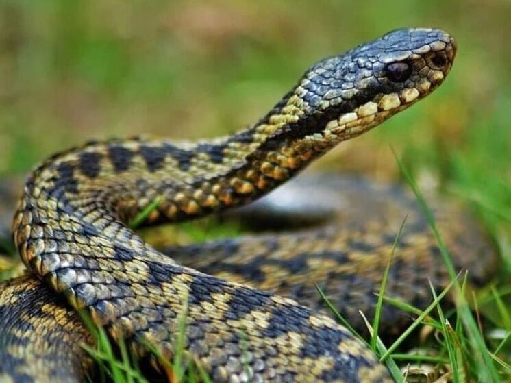 Гадюки до конца лета заполонят Подмосковье