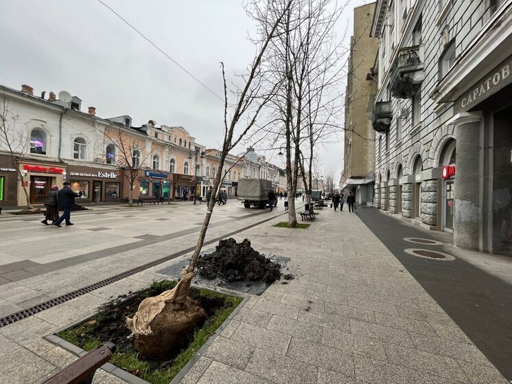 В Саратове появятся еще 375 деревьев-крупномеров