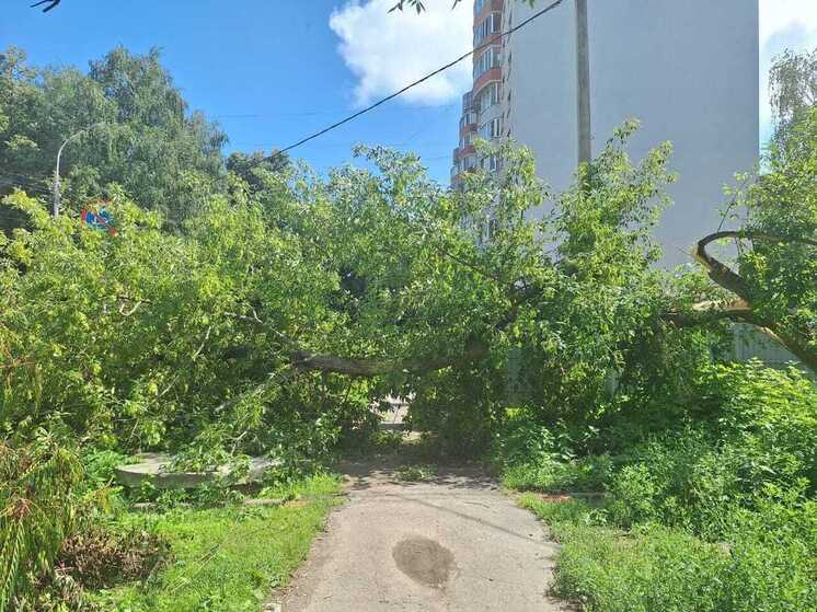 На улице Затинной в Рязани дерево упало на пешеходную зону и проезжую часть