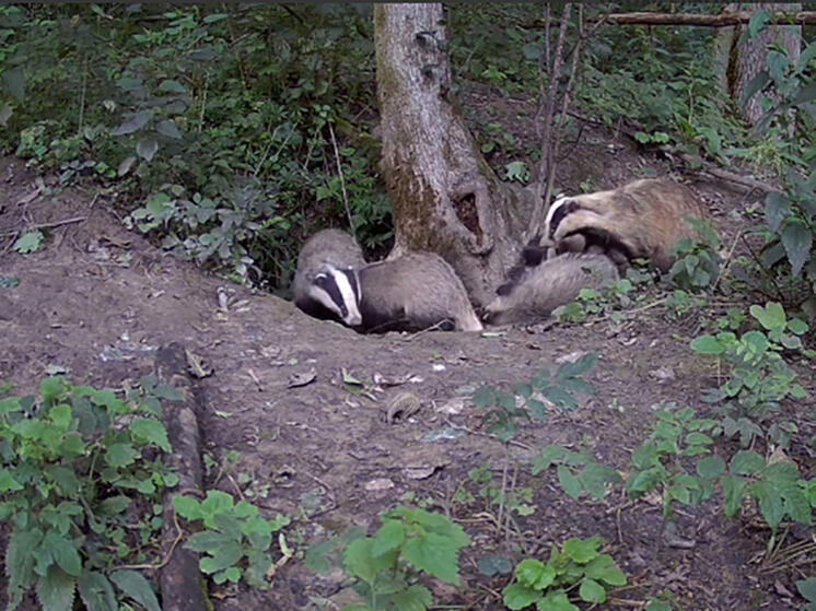 В «Калужских засеках» барсучата учатся жизни в игре