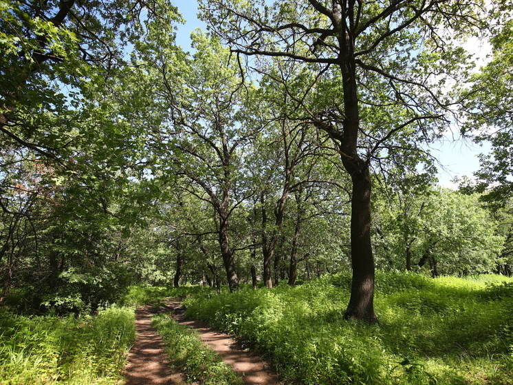 Запрет на посещение лесов в Волгоградской области продлили до 28 августа