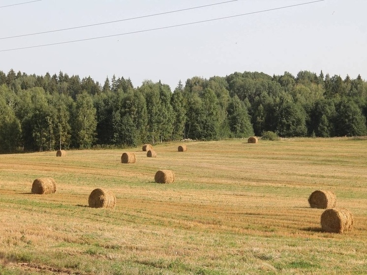 Синоптики 24 июля обещают в Смоленске пасмурную погоду