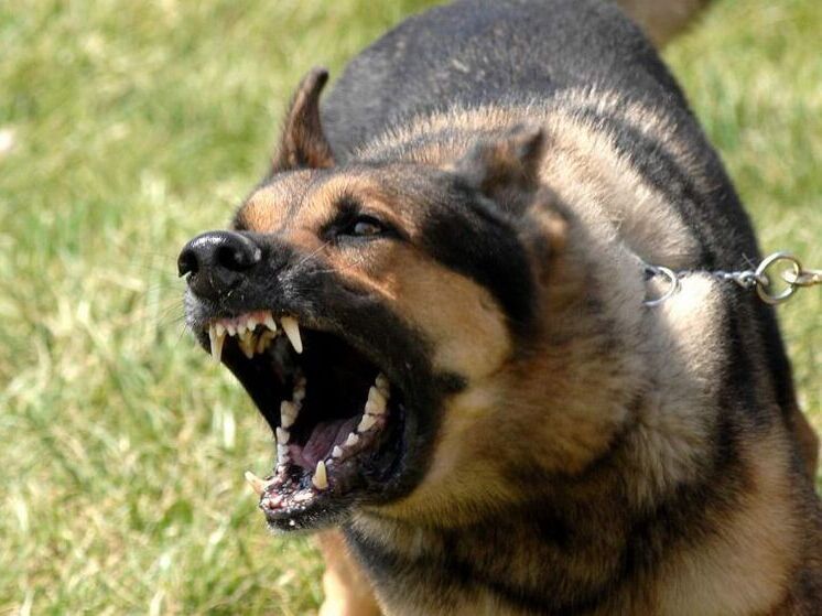 Власти Уфы попросили горожан не кормить бродячих собак рядом с жилыми домами