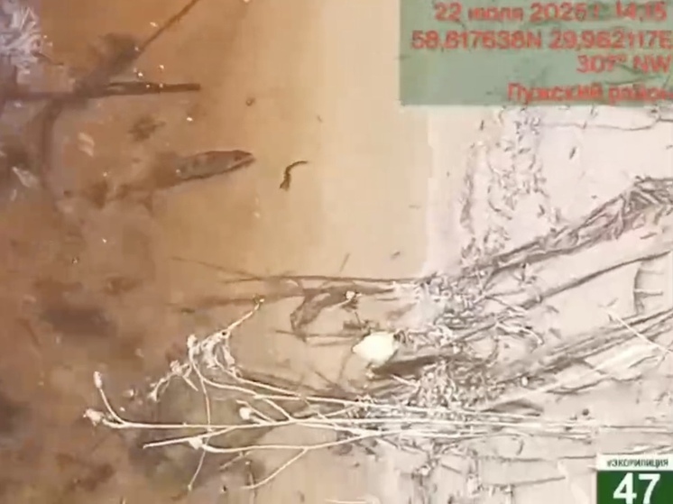 Экологи проверяют сообщения о гибели рыбы в водоемах Ленобласти
