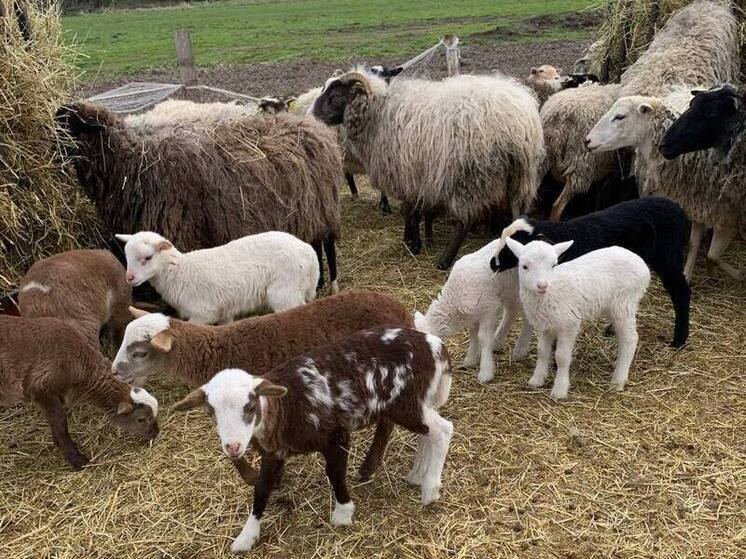 Калужская область демонстрирует впечатляющие результаты в АПК