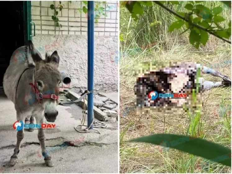 В Батайске домашнего осла жестоко избили и расчленили