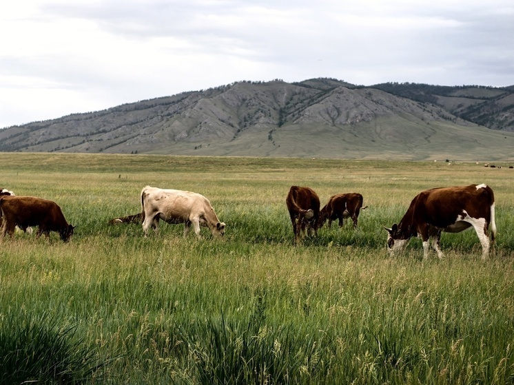 В Хакасии шесть агропромышленных направлений получат господдержку