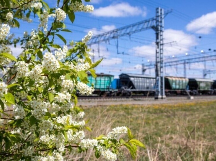 Погрузка зерна на ЗСЖД выросла в 2,5 раза в первом полугодии 2025 года